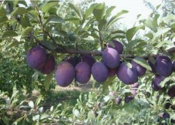 Prunus domestica Althann ringlo / Althann ringlo szilva